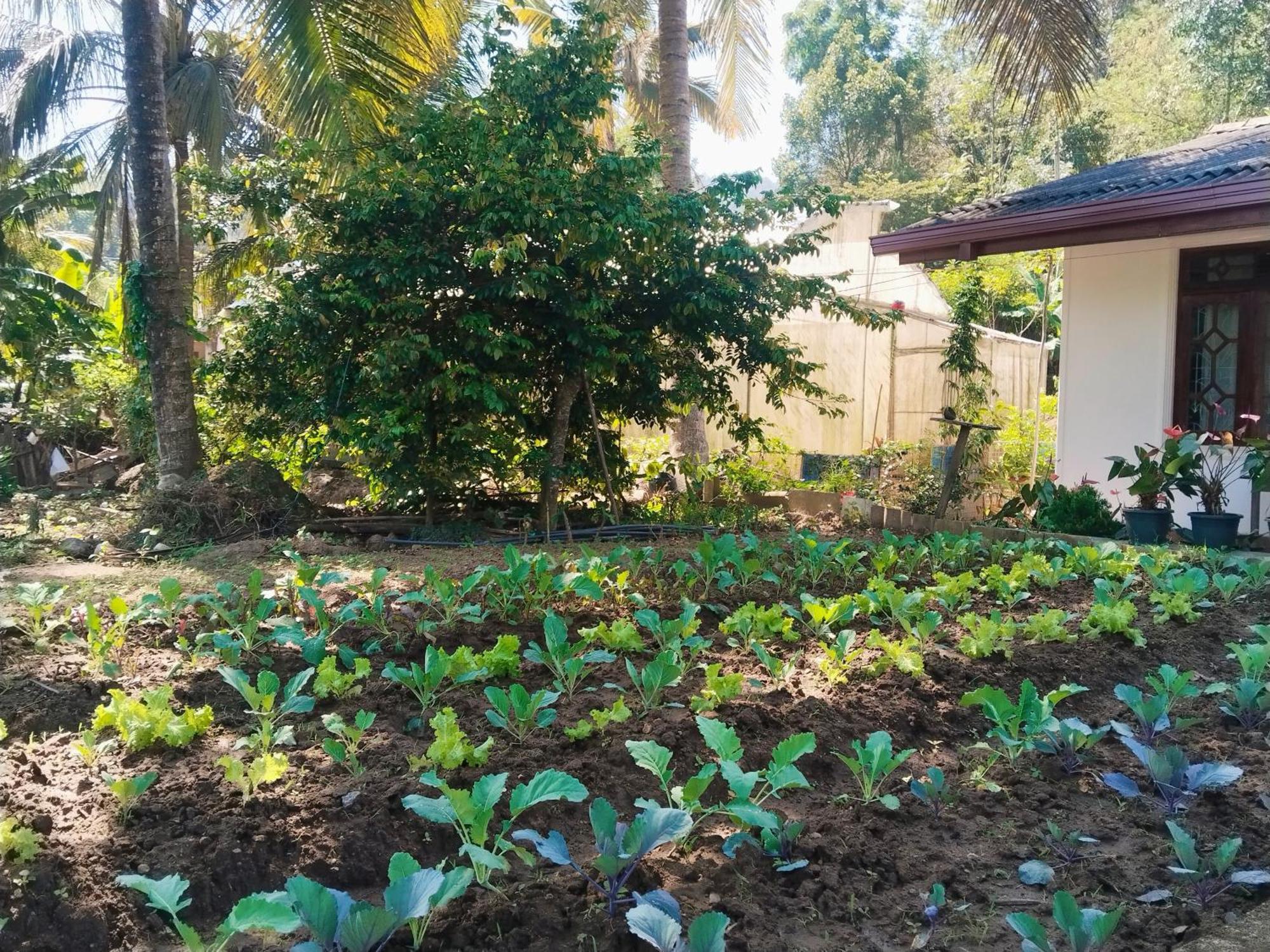 Ella Nature Valley Homestay エクステリア 写真