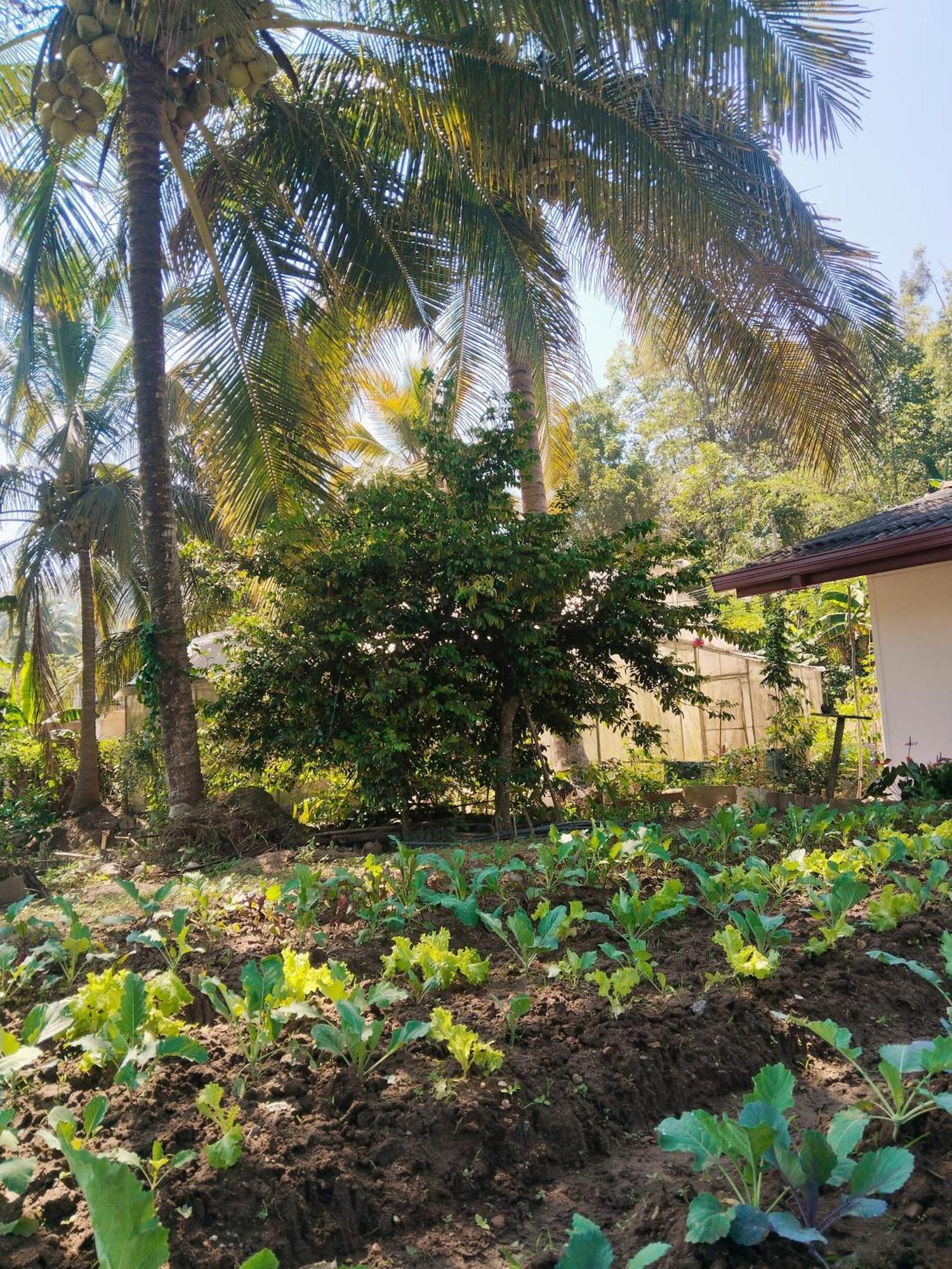 Ella Nature Valley Homestay エクステリア 写真
